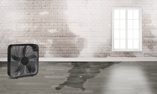 Best Ceiling water damage repair  in Slidell, LA